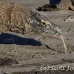 dragon_komodo_hsb_rinca_h_0712_kom2486.jpg